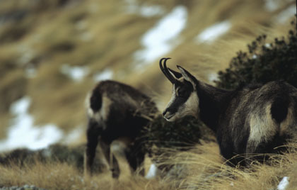 Femelle chamois